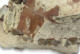 Fossil Oreodont (Merycoidodon) Skull Section - South Dakota #249283-2